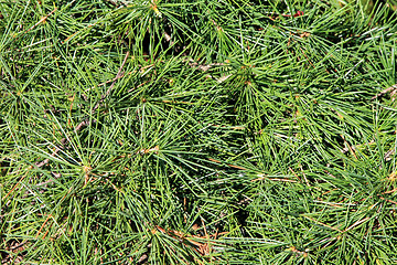 Image showing Pine texture