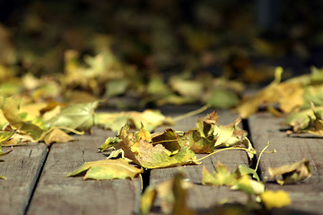 Image showing Close up on the Leaves Falling