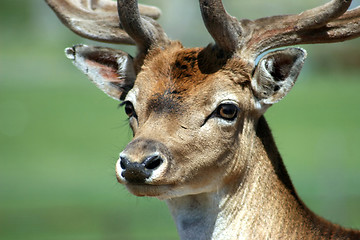 Image showing Deer