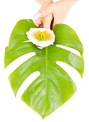 Image showing female hands with green leaf and flower