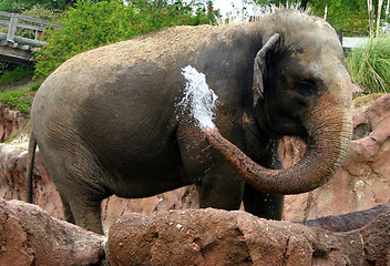 Image showing Elephant