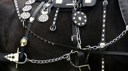 Image showing Horse Accessories