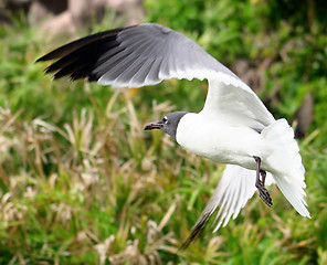 Image showing Bird Flying