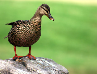 Image showing Gazing Duck