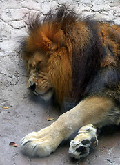 Image showing Sleeping Lion