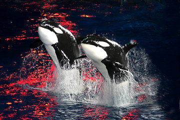 Image showing Killer Whales