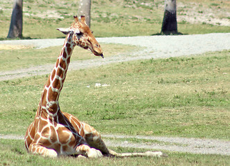 Image showing Giraffe