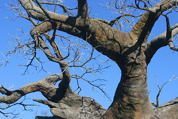 Image showing Upside Down Tree