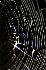 Image showing Glowing Cobweb