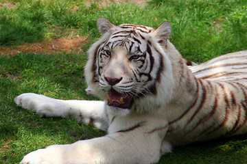 Image showing White Tiger