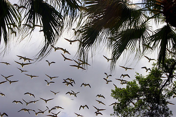 Image showing Flying Birds