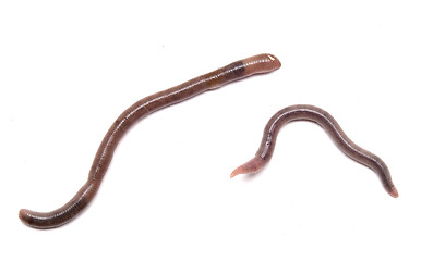 Image showing earthworms