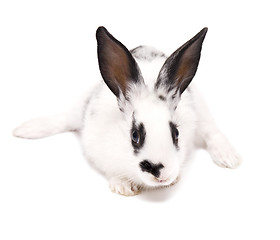 Image showing rabbit