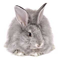 Image showing rabbit