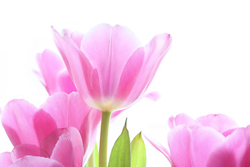 Image showing pink tulips