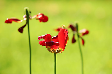 Image showing red tulip