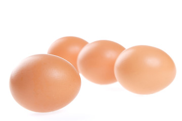 Image showing Egg, Bird