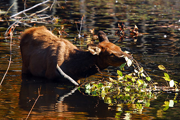 Image showing Elk (Cervus canadensis) in water