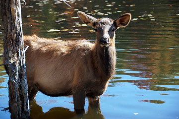 Image showing Elk (Cervus canadensis) in water