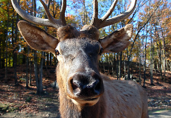 Image showing Elk (Cervus canadensis) in autumn