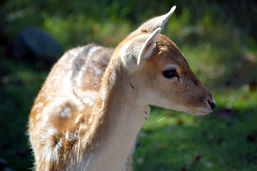 Image showing Fallow Deer (Dama dama)