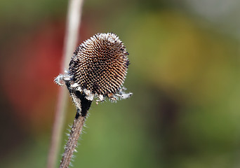 Image showing Wild Plant Macro