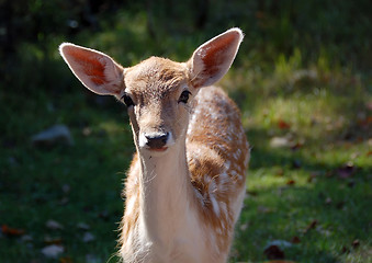 Image showing Fallow Deer (Dama dama)