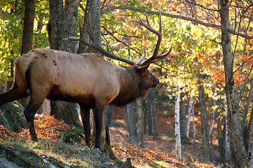 Image showing Elk (Cervus canadensis) in autumn