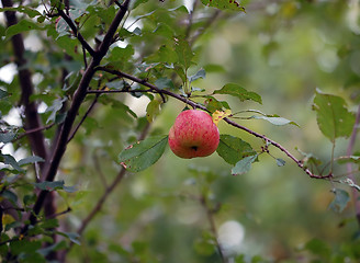 Image showing Wild Apples