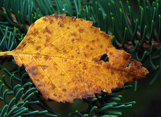 Image showing Orange Leaf Macro