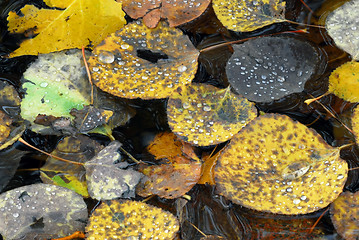 Image showing Autumn's Leaves Macro