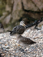 Image showing Lesser Yellowlegs (Tringa Flavipes)