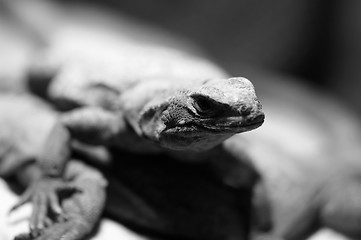 Image showing Lizard in B&W