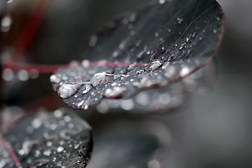 Image showing Raindrops on leaf