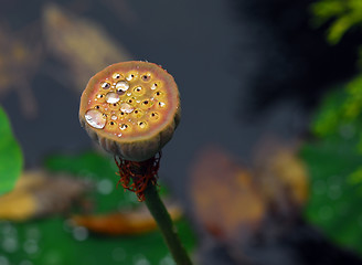 Image showing Wild Plant under the rain