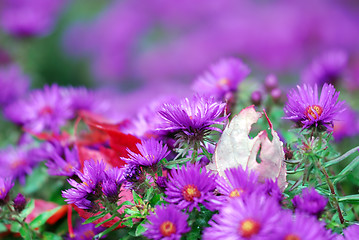 Image showing Purple flowers