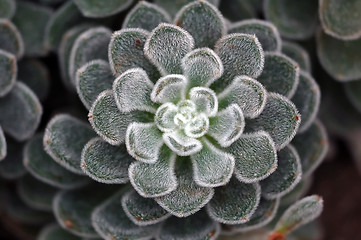 Image showing Wild Plant Macro