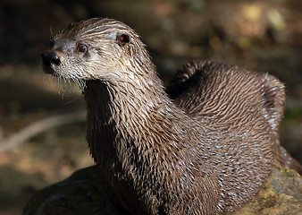 Image showing Northern River Otter (Lontra canadensis)