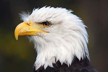 Image showing American Bald Eagle (Haliaeetus leucocephalus)