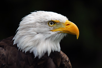 Image showing American Bald Eagle (Haliaeetus leucocephalus)