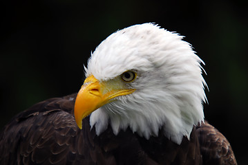 Image showing American Bald Eagle (Haliaeetus leucocephalus)