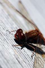 Image showing Common Darter (Sympetrum striolatum)