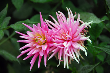 Image showing Two Pink Flowers