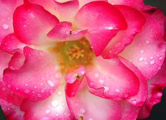 Image showing Rose and water