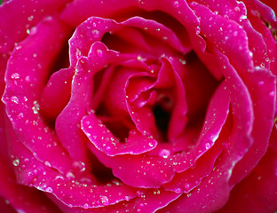 Image showing Roses and water