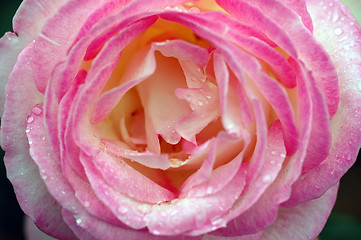 Image showing Roses and water