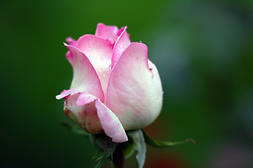 Image showing A pink rose's bud