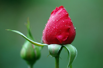 Image showing Red rose's buds