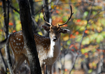 Image showing Fallow Deer (Dama dama)