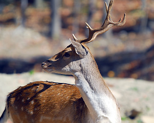 Image showing Fallow Deer (Dama dama)